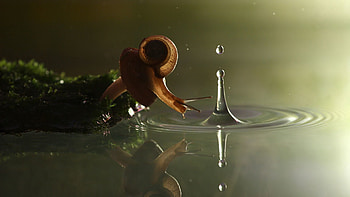 Animals, Water, Drop, Snail, Carapace, Shell HD wallpaper