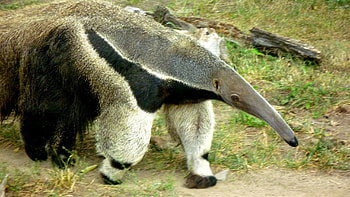 Anteater vermilingua , , Mobile backgrounds HD wallpaper