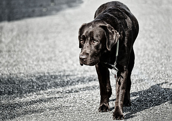 Animals, Dog, Stroll, Labrador HD wallpaper