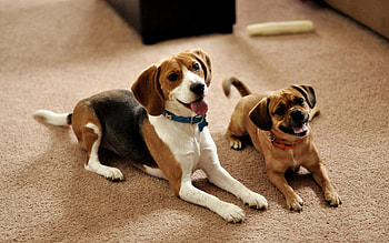 Animals, Dogs, Puppies, Waiting, Expectation HD wallpaper