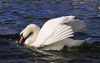 Animals, Birds, Swans HD wallpaper