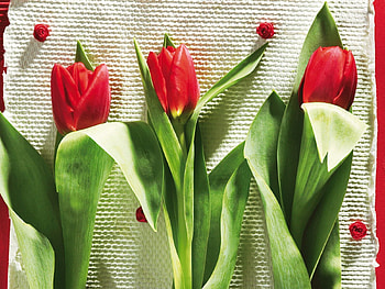 Flowers, Tulips, To Lie Down, Lie, Beauty, Three HD wallpaper