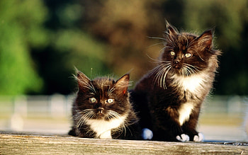 Animals, Cats HD wallpaper