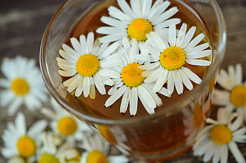 Flowers, Camomile, Petals, Drink, Beverage HD wallpaper