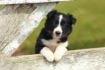 Puppy, dog, animal, white, black, cute, wood, green, border collie, fence, paw, caine HD wallpaper
