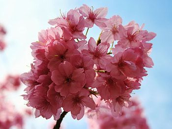 Pink Spring, pink, spring, cherry, tree HD wallpaper