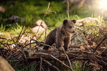 Adorable bear cub exploring its natural habitat on a sunny morning in the forest. HD wallpaper