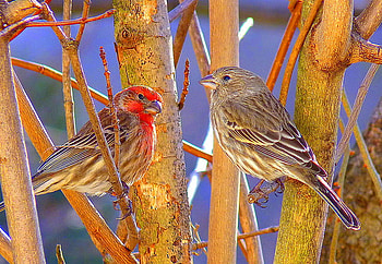 First date, branch, birds, pair, spring, male and female, tree HD wallpaper