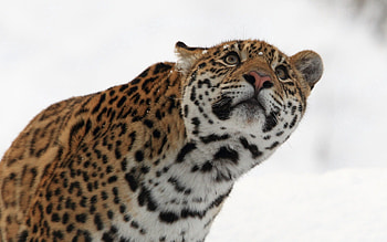 Animals, Snow, Leopard, Muzzle, Sight, Opinion, Look HD wallpaper