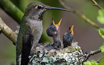 Taking Pause, birds, macro, nest, hummingbirds HD wallpaper
