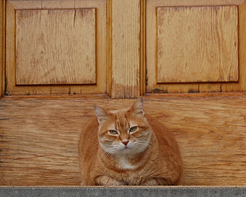 red cat, cat, pet, door, red HD wallpaper