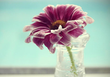 lovely flowers, delecate, splendid, plants, buds, soft, beautiful, nice, pretty, light, petals, blossoms, bud, nature, flowers, blooms, lovely HD wallpaper