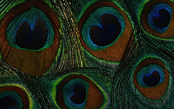 Peacock feathers, blue, feather, green, red, texture, peacock HD wallpaper
