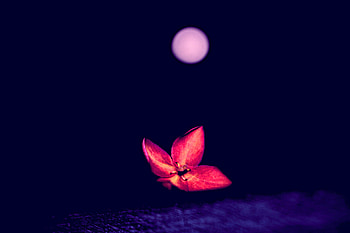 Flower, Macro, Dark, Blur, Smooth HD wallpaper