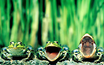 Concert, animal, nature, frogs, green HD wallpaper