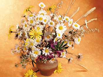 Flowers, Camomile, Bouquet, Jug, Field, Ears, Spikes HD wallpaper