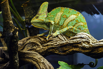 Animals, Reptile, Chameleon, Mimicry HD wallpaper