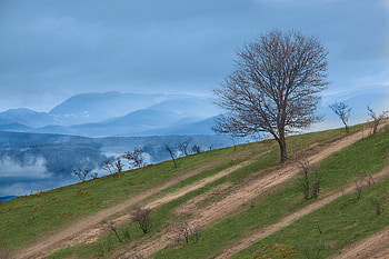 Nature, Mountains, Wood, Tree, Slope HD wallpaper