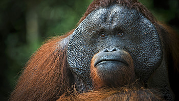Orangutan, U , Monkey HD wallpaper