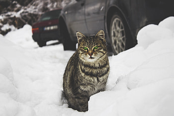 Animals, Snow, Cat, Green Eyed, Green-Eyed HD wallpaper