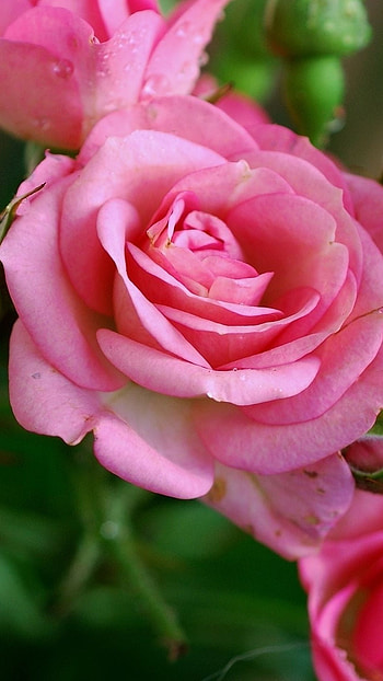 Beautiful Rose, Pink Rose, Garden HD phone wallpaper
