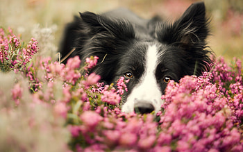 Border Collie, flower, vara, caine, dog, animal, black, cute, summer, pink, pet HD wallpaper