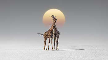 Always Together, giraffe, animals, artist, artwork, digital-art HD wallpaper