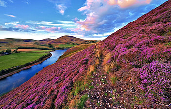 Connemara Park, sky, flowers, park, Ireland HD wallpaper