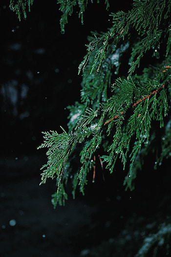 Green spruce tree, Focused graphy, Nature's details, Shallow depth of field HD phone wallpaper