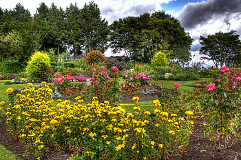 Nature, Flowers, Trees, Roses, Garden HD wallpaper