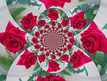 Roses, rose, pink, leaves, abstract HD wallpaper