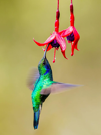 Animals, Flowers, Humming-Birds, Bright, Bird, Wings, Fuchsia HD phone wallpaper