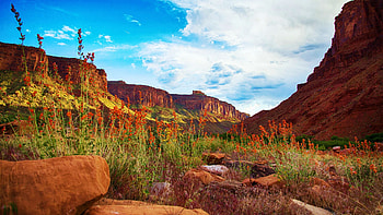 Sunset over a flowering valley. Moab, Utah, wildflowers, clouds, sky, rocks, mountains, usa HD wallpaper