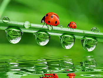 Ladybirds, sweet, wet, green, drops, narure, water HD wallpaper