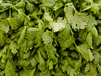 Prune cilantro, Gardening tips, Trim your plants, Maintain cilantro HD wallpaper