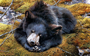 Animals, To Lie Down, Lie, Bear, Moss, Variety HD wallpaper