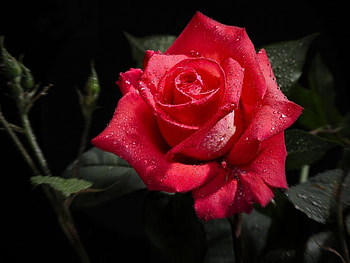 ROSE, PETALS, LEAVES, NATURE, STEMS HD wallpaper