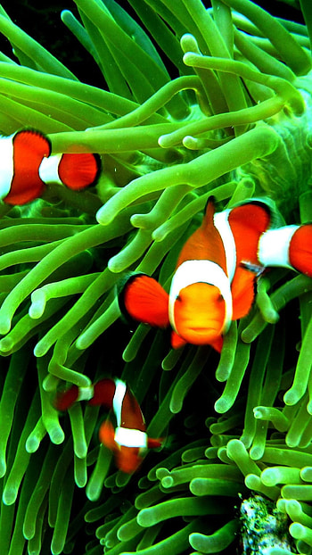 clownfish , Stunning animal graphy, Colorful oceanic life, Vibrant background HD phone wallpaper