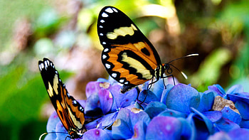 Butterflies, Macro, Sit, Beautiful, On Flowers HD wallpaper