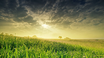 Grass field , zeeoii, Grass field , Field HD wallpaper
