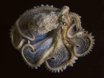 OCTOPUS, ocean life, intellegent, 8 tenticals, creature, cephalapod, salt water HD wallpaper