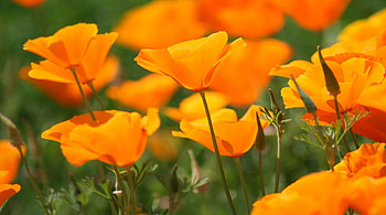 Orange Poppies, poppies, stem, poppy, petals, green, nature, flowers, orange HD wallpaper