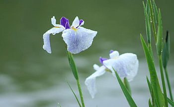 Flowers, Drops, Blur, Smooth, Greens, Freshness, Irises HD wallpaper