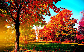Autumn Trees HD wallpaper