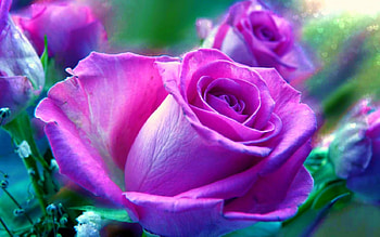 Pinks, BEAUTY, FLOWERS, ROSES, NATURE HD wallpaper