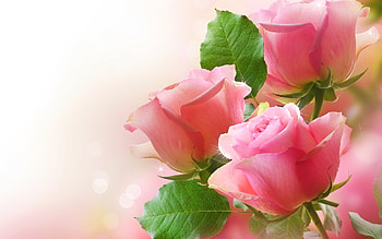 Plants, Flowers HD wallpaper