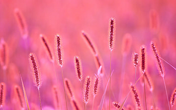 summer, pink, stem, nature, vara HD wallpaper