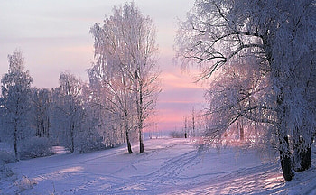 winter scene, winter, , nature, scene HD wallpaper