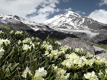 Rockies Mountain Flower, art , white, snow, beautiful, flowers, mountains HD wallpaper