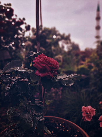 rose, doğa, gül HD phone wallpaper